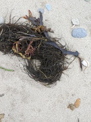 Desmarestia aculeata