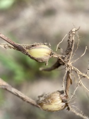 Melica spectabilis