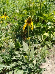 Rudbeckia californica