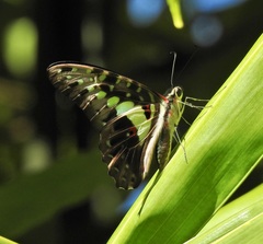 Graphium macfarlanei