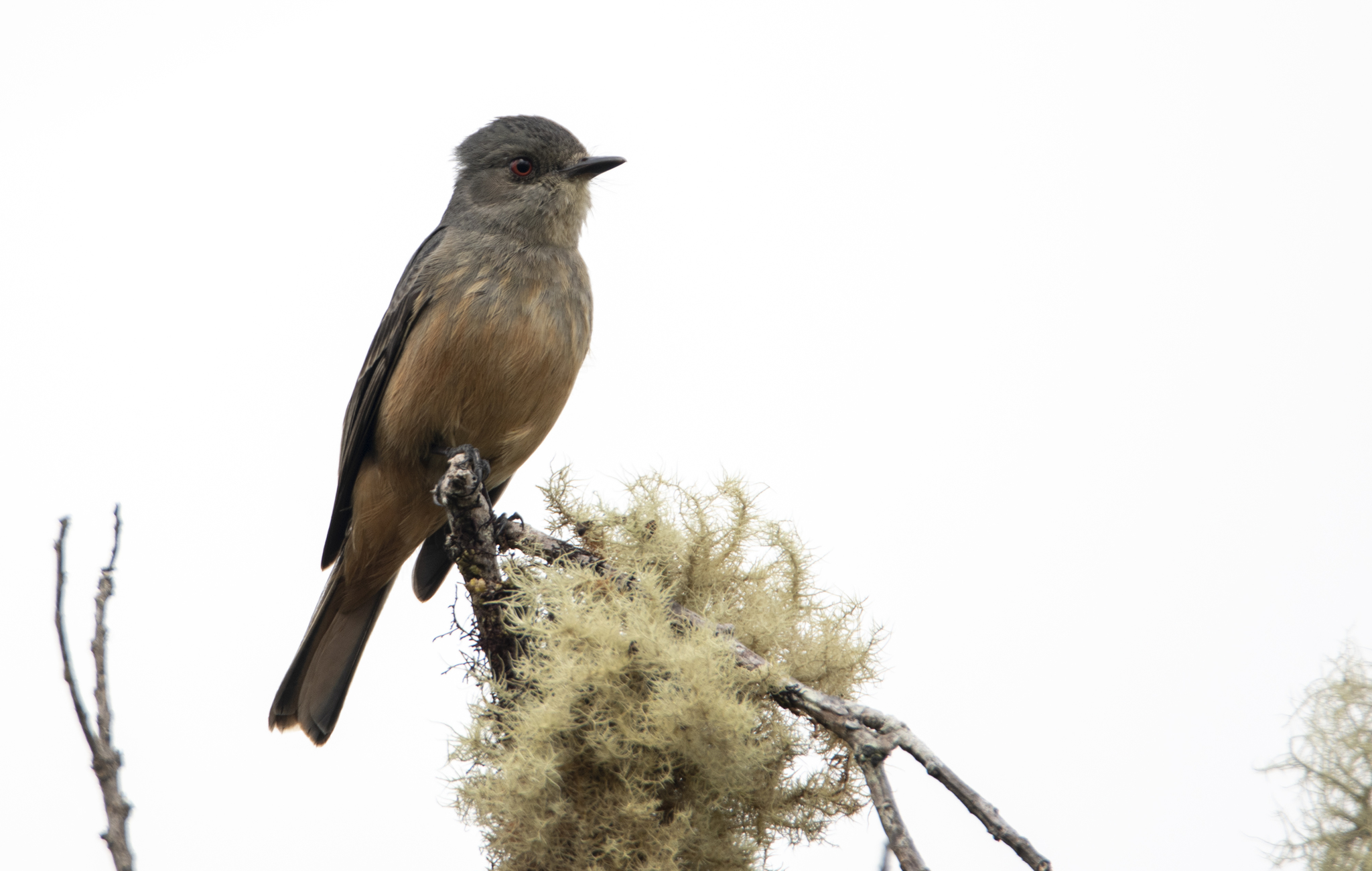 Rufous-tailed Tyrant (Knipolegus poecilurus), photo 5