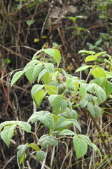 Rubus pringlei