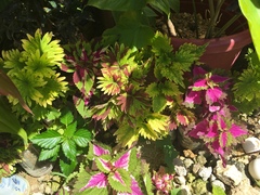 Coleus scutellarioides