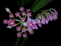 Ardisia rosea