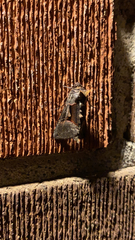 Autographa ampla