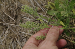 Field cress (Lepidium ruderale)