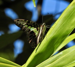Graphium macfarlanei