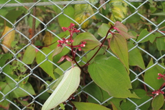 Miconia tuberculata