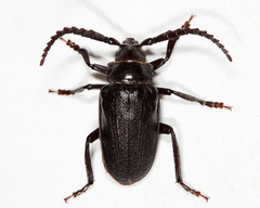 Prionus laticollis