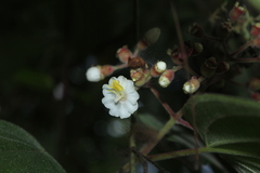 Miconia tuberculata