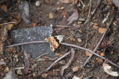 Cobubatha lixiva