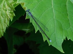 Enallagma divagans