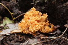 Ramaria subaurantiaca