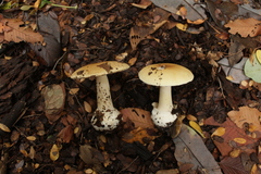 Amanita diemii