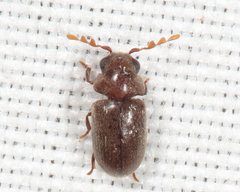 Tricorynus punctatus