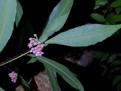 Ardisia rosea
