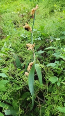 Iris × hybrida