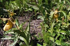 Cypripedium parviflorum pubescens
