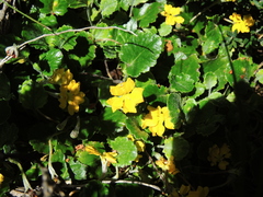 Goodenia hederacea alpestris