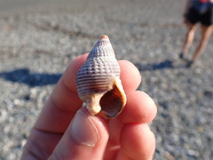 Nassarius fossatus