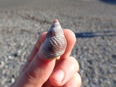 Nassarius fossatus