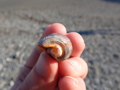 Nassarius fossatus