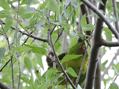 Psittacara holochlorus
