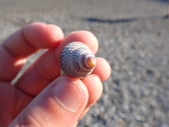 Nassarius fossatus