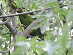 Psittacara holochlorus