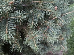 Picea pungens