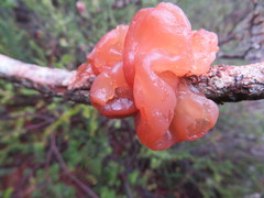 Tremella vesiculosa