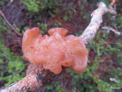 Tremella vesiculosa