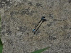 Enallagma geminatum