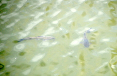 Ictalurus punctatus