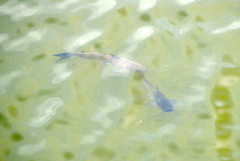 Ictalurus punctatus