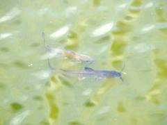 Ictalurus punctatus
