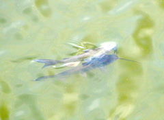 Ictalurus punctatus