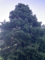 Picea pungens