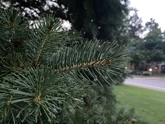 Picea pungens