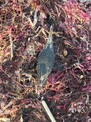 Callorhinchus callorynchus