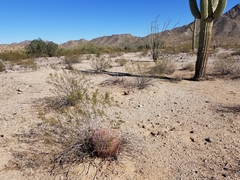 Ferocactus emoryi emoryi