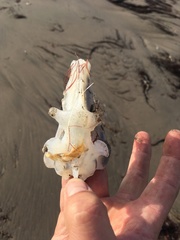 Callorhinchus callorynchus