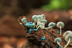 Mycena cyanocephala