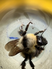 Bombus insularis