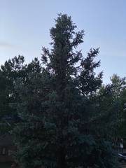 Picea pungens