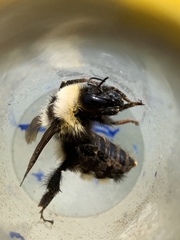 Bombus insularis