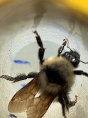 Bombus insularis
