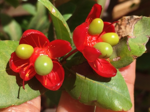 Ochna thomasiana