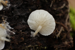 Clitocybe pleurotus
