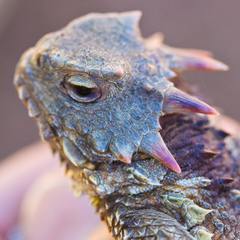 San Diego Horned Lizard photo 2